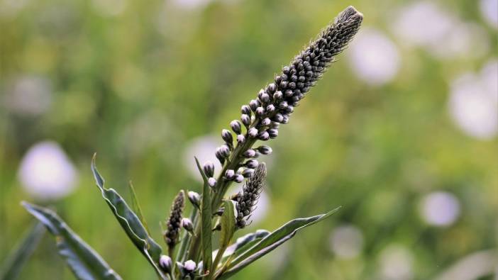 Karayılan Otu Menopoza İyi Gelir Mi