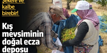 Demirci'de Hünnap: Sağlığın Şifalı Kaynağı!