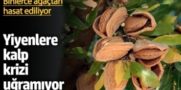 Elazığ'da Badem Üretimi 400 Milyon Lira Katkı Sağladı