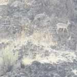Elazığ'da Dağ Keçileri Su İçerken Görüntülendi!