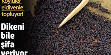 Karamuk Meyvesi: Doğanın Şifalı Dikenleri!