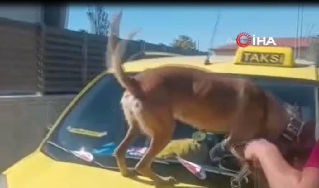 Taksici polisleri şok etti. Köpek buldu