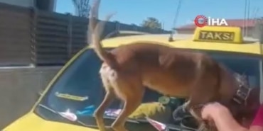 Taksici polisleri şok etti. Köpek buldu