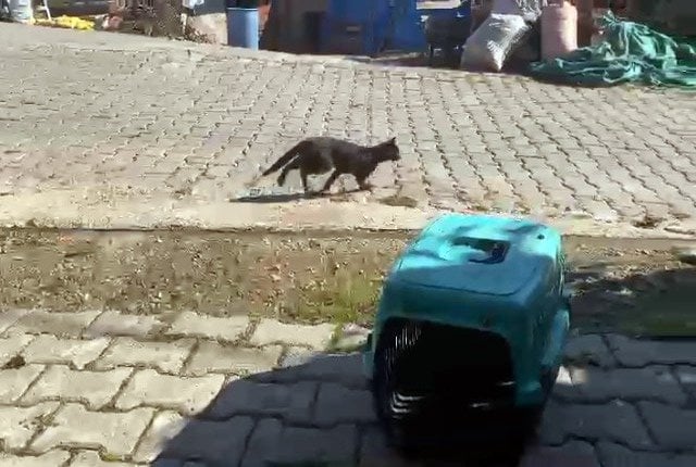 1728409359 970 Koydeki Su Kuyusuna Dusen Kedi Itfaiye Tarafindan Kurtarildi Kedi kurtarma anı