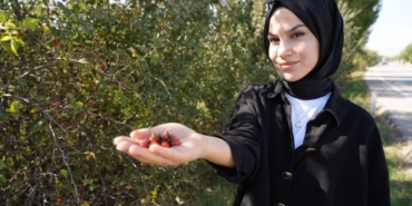 Kuşburnu Sezonu: Erzincan'da Şifa Zamanı!