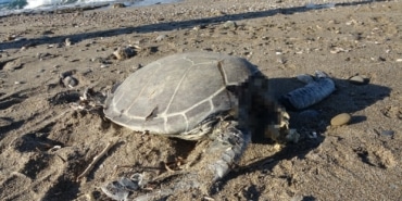 Caretta carettaların feci ölümü