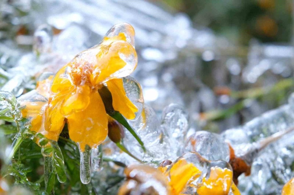 1729517484 294 Karadenizden Soguk Hava Zirai Don Uyarisi Meteoroloji'den Bayburt için soğuk ve don uyarısı