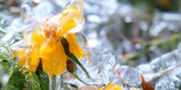 Karadeniz'den Soğuk Hava, Zirai Don Uyarısı!