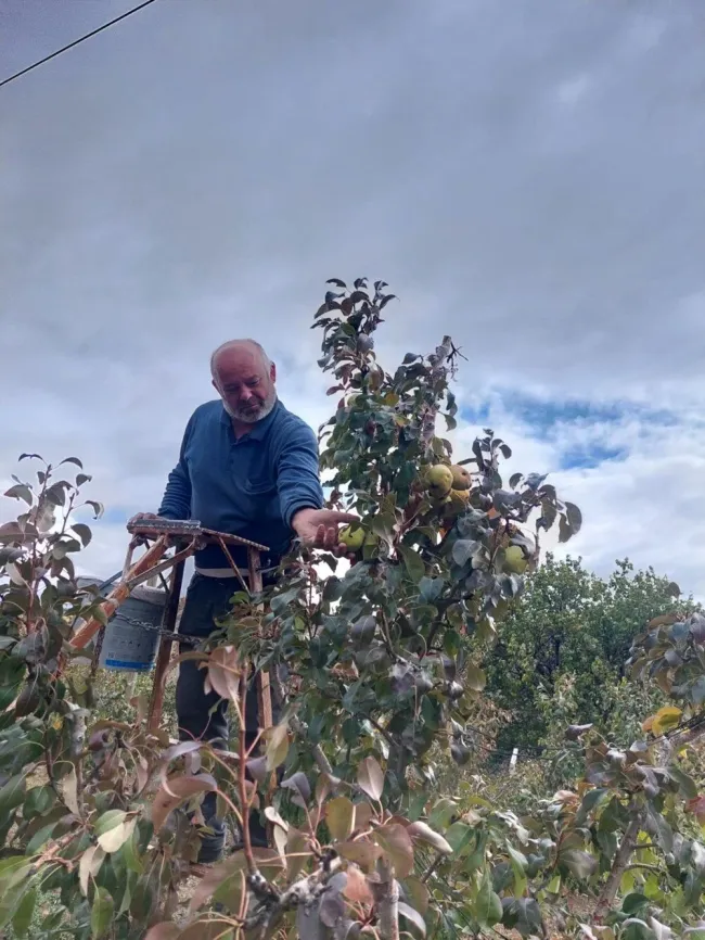 1729955791 132 Yuksel Apaydinin Bahcesinde 1200 Deveci Armudu.webp Hasat zamanı