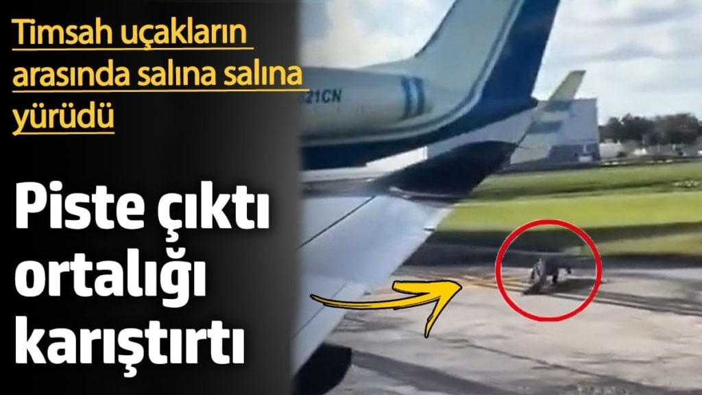 Piste dalan timsah ortalığı karıştırdı. Uçakların arasında salına salına dolaştı