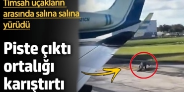Piste dalan timsah ortalığı karıştırdı. Uçakların arasında salına salına dolaştı