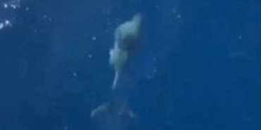 Yunuslar tekne ile yarıştı