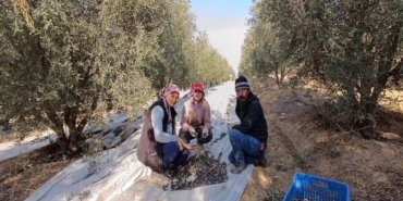 Sarıgöl’de zeytin hasadına başlandı