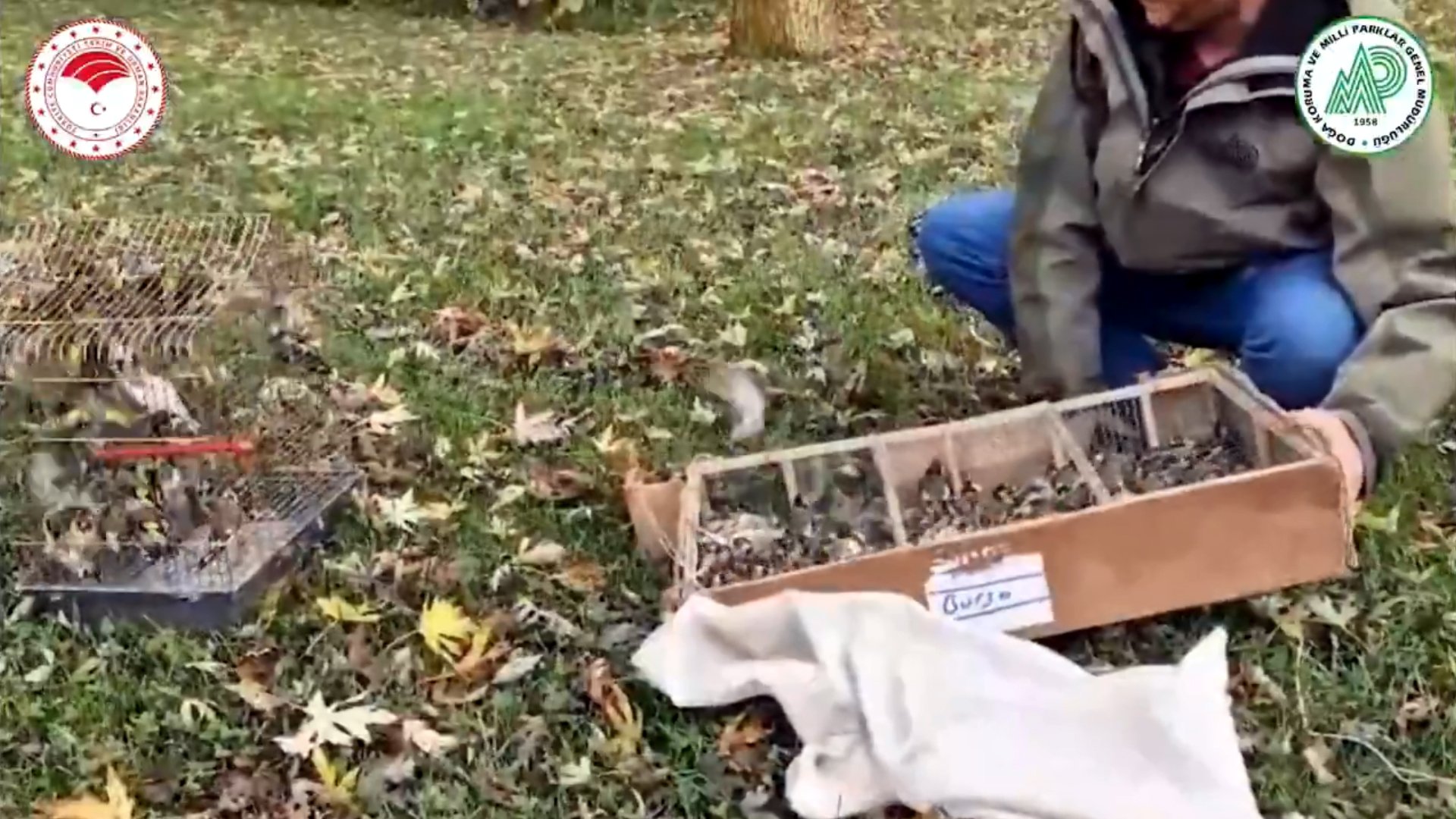 1730386858 263 Bursada Yasa Disi Saka Kusu Ticareti Cokertildi Saka kuşlarıyla ilgili görüntüler