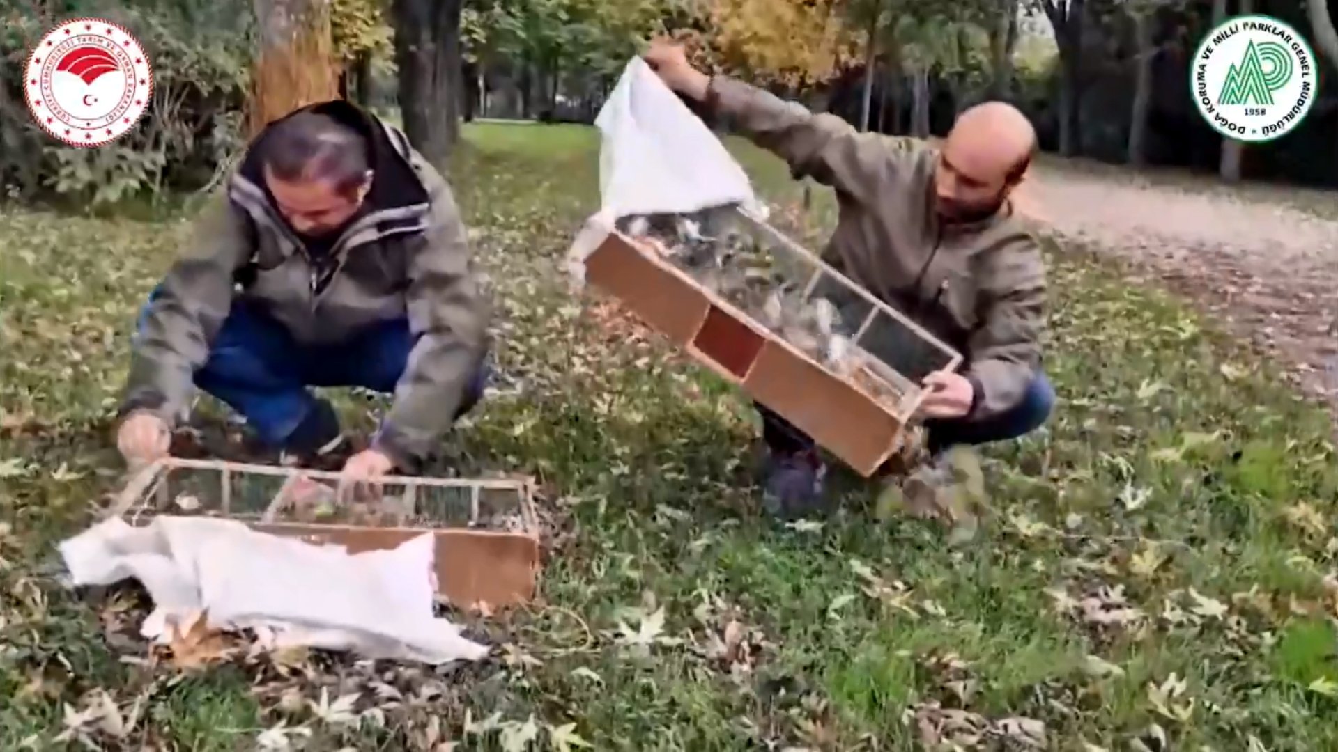 1730386858 624 Bursada Yasa Disi Saka Kusu Ticareti Cokertildi Saka kuşlarıyla ilgili görüntüler