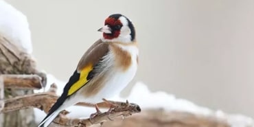 Kuş ticareti pahalıya mal oldu: 2 milyon 500 lira ceza kesildi