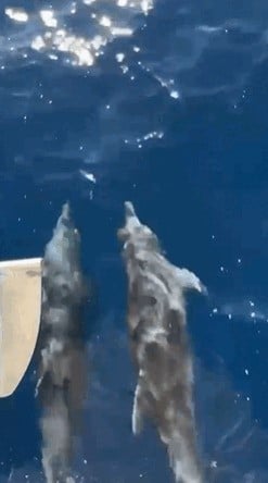 Yunusların Yarışı