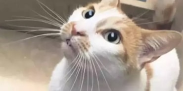 Kediyi 5'inci kattan aşağı atmıştı!   Cezası belli oldu