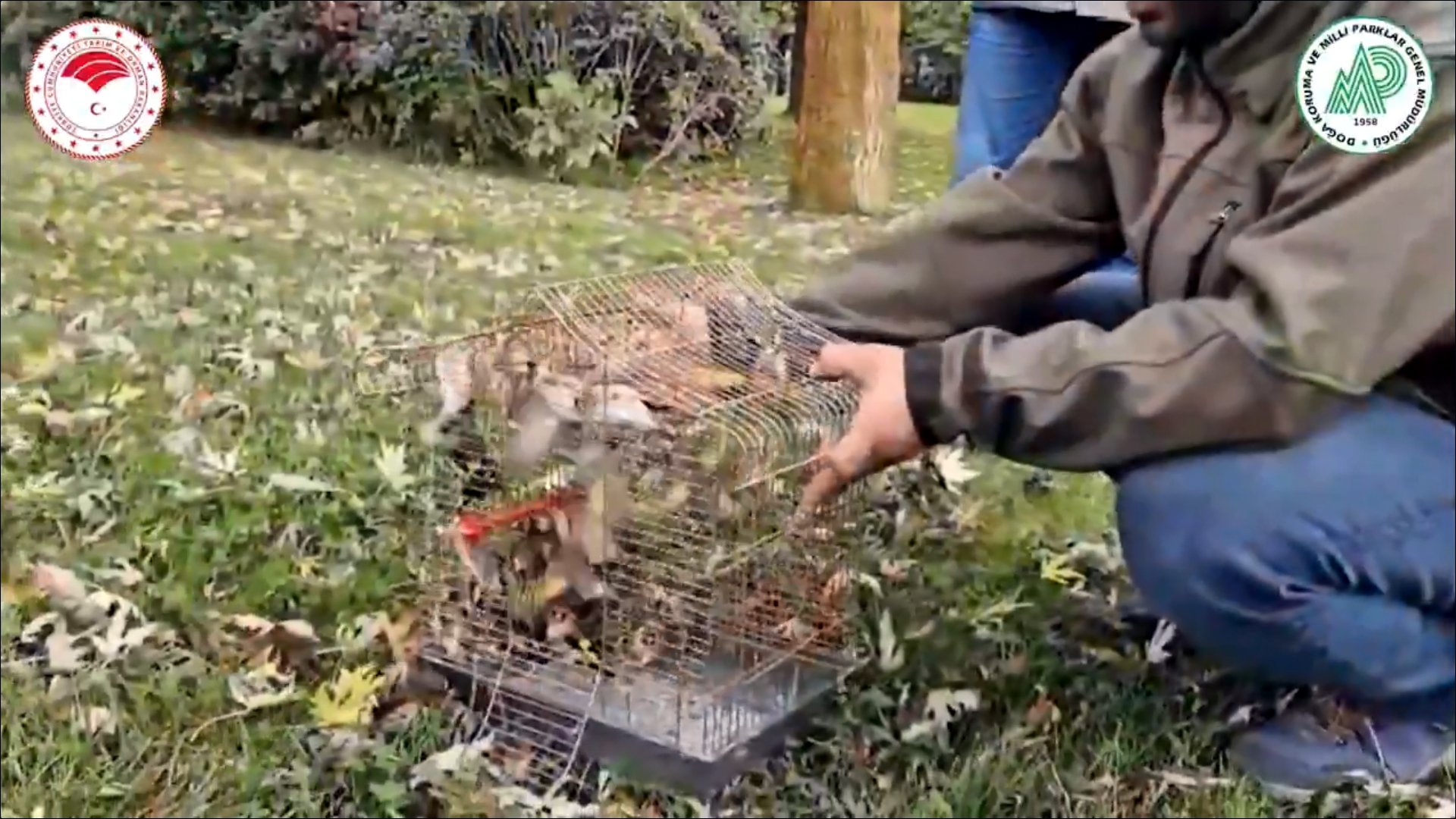 Bursada Yasa Disi Saka Kusu Ticareti Cokertildi Saka kuşlarıyla ilgili görüntüler
