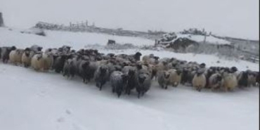 Kar çobanlara zor anlar yaşattı