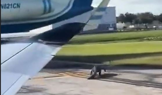 Timsah Görüntüsü