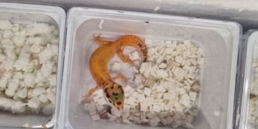 Egzotik hayvan kaçakçılığı sınırda yakalandı