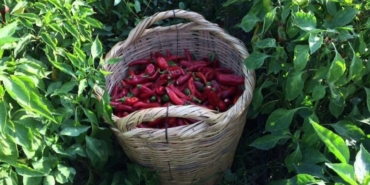 Adana'nın Karaisalı Biberi coğrafi işaret tescili aldı