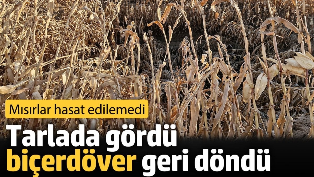 Tarlada gördü biçerdöver geri döndü. Mısırlar hasat edilemedi