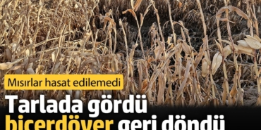 Tarlada gördü biçerdöver geri döndü. Mısırlar hasat edilemedi