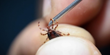 Kene Kırma Yöntemi Tehlikeli! Uzman Uyarıyor!