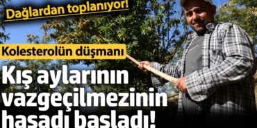 Kestane Hasadı Başladı: Yüksek Rekolte, Düşük Fiyat!