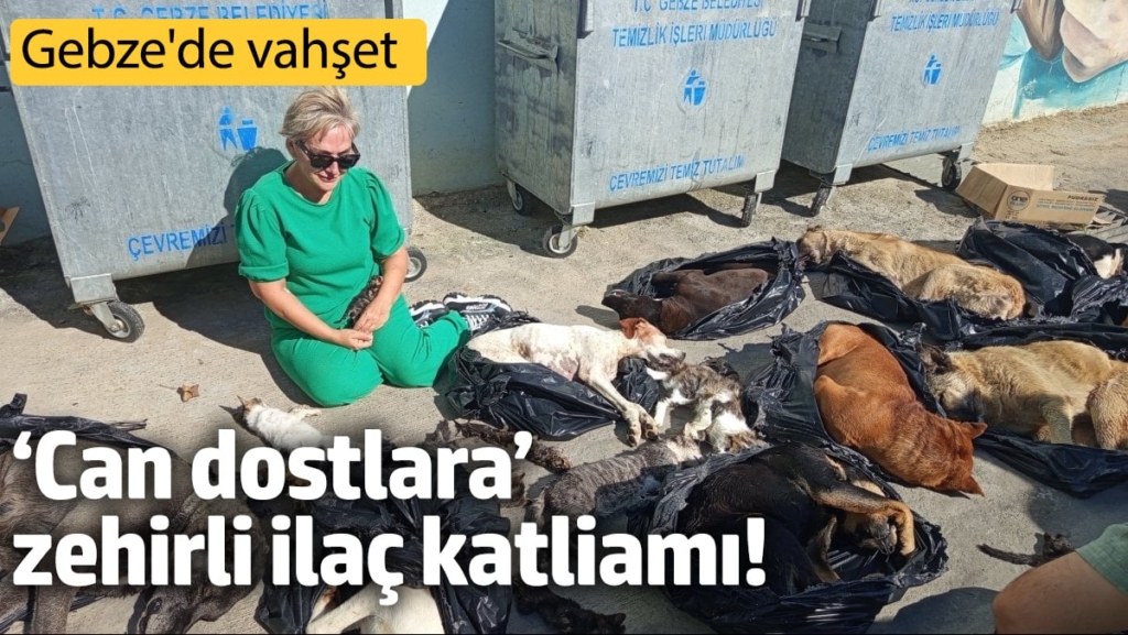 Gebze'de vahşet! ‘Can dostlara’ zehirli ilaç katliamı!