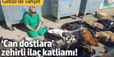 Gebze'de vahşet! ‘Can dostlara’ zehirli ilaç katliamı!