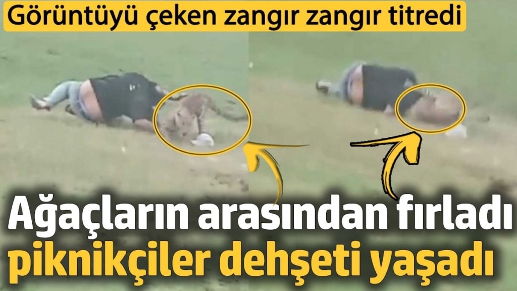 Ağaçların arasından fırladı piknikçiler dehşeti yaşadı. Görüntüyü çeken zangır zangır titredi