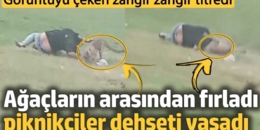 Ağaçların arasından fırladı piknikçiler dehşeti yaşadı. Görüntüyü çeken zangır zangır titredi