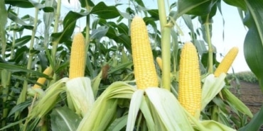 Mısır İthalatında 1 Milyon Ton Tarife Kontenjanı