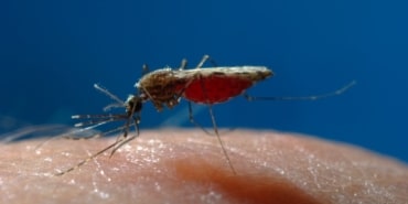 Mısır, Sıtma Sertifikası ile Tarih Yazdı!