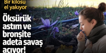 Safran: Mucizevi Bitki, Safranbolu'ya Hayat Veriyor!