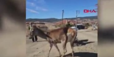 Kızıl Geyik köyde görüldü