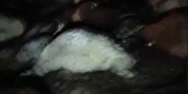 Düşen yıldırım 30 koyunu telef etti