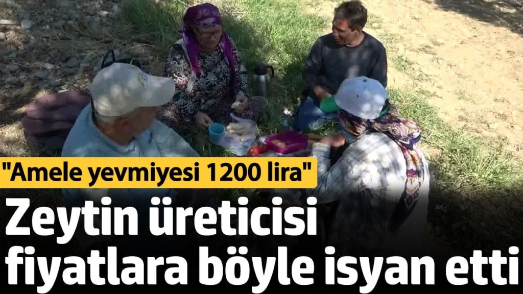 Zeytin üreticisi fiyatlara böyle isyan etti: Amele yevmiyesi 1200 lira