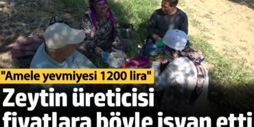 Zeytin üreticisi fiyatlara böyle isyan etti: Amele yevmiyesi 1200 lira
