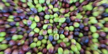 Zeytin Üretim Maliyeti 34,2 Lira Olarak Açıklandı