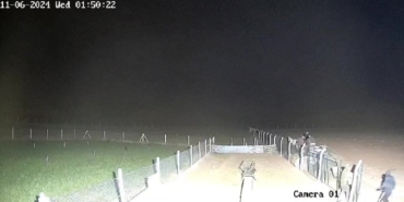 Aksaray’da koyun hırsızlığı!