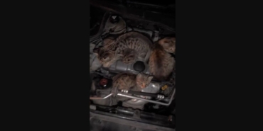 Kaputu açıp 4 yavru kediyle karşılaşınca şaşkına döndü