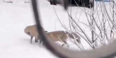 İlçeyi tilkiler bastı