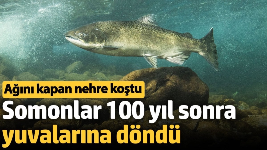 Somon balıkları 100 yıl sonra Klamath Nehri’ne döndü
