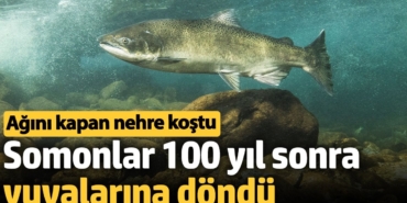 Somon balıkları 100 yıl sonra Klamath Nehri’ne döndü