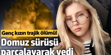 Domuzları beslerken canından oldu