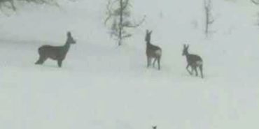Karacaları korna sesi korkuttu